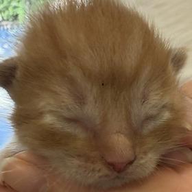 Enlarge Franklin, a Adoptable Domestic Short Hair in Greensboro, GA image 1/2