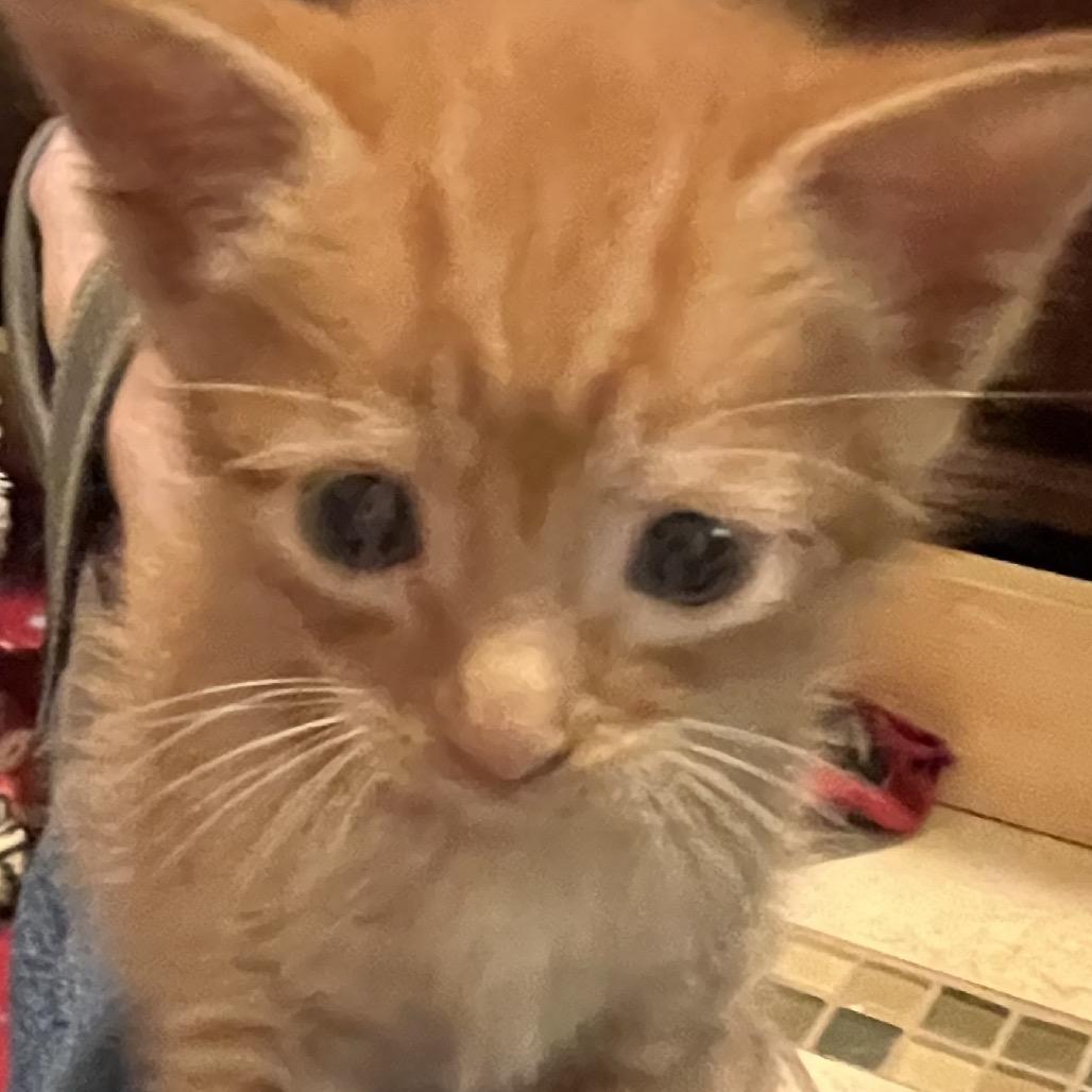 Enlarge Franklin, a Adoptable Domestic Short Hair in Greensboro, GA image 2/2
