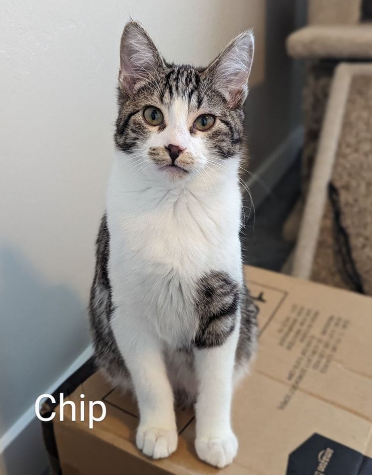 Chip, an adopted Domestic Short Hair in Layton, UT_image-1