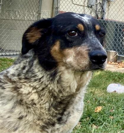 Kimber, an adopted Australian Cattle Dog / Blue Heeler in Glasgow, KY image 1/2