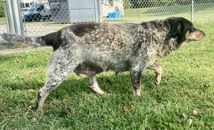 Kimber, an adopted Australian Cattle Dog / Blue Heeler in Glasgow, KY image 2/2