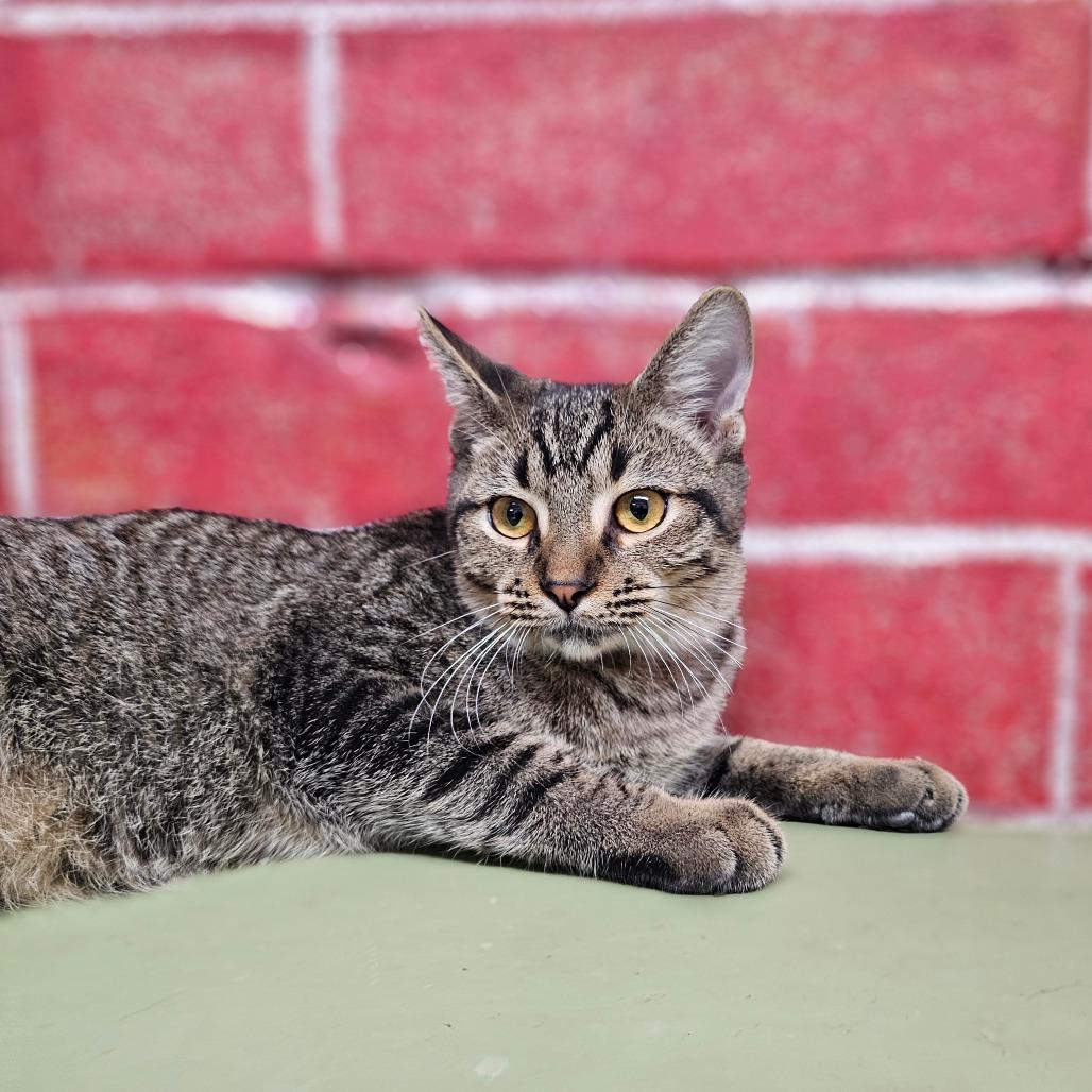 Enlarge Leo, a Adoptable Domestic Short Hair in Laredo, TX image 2/5