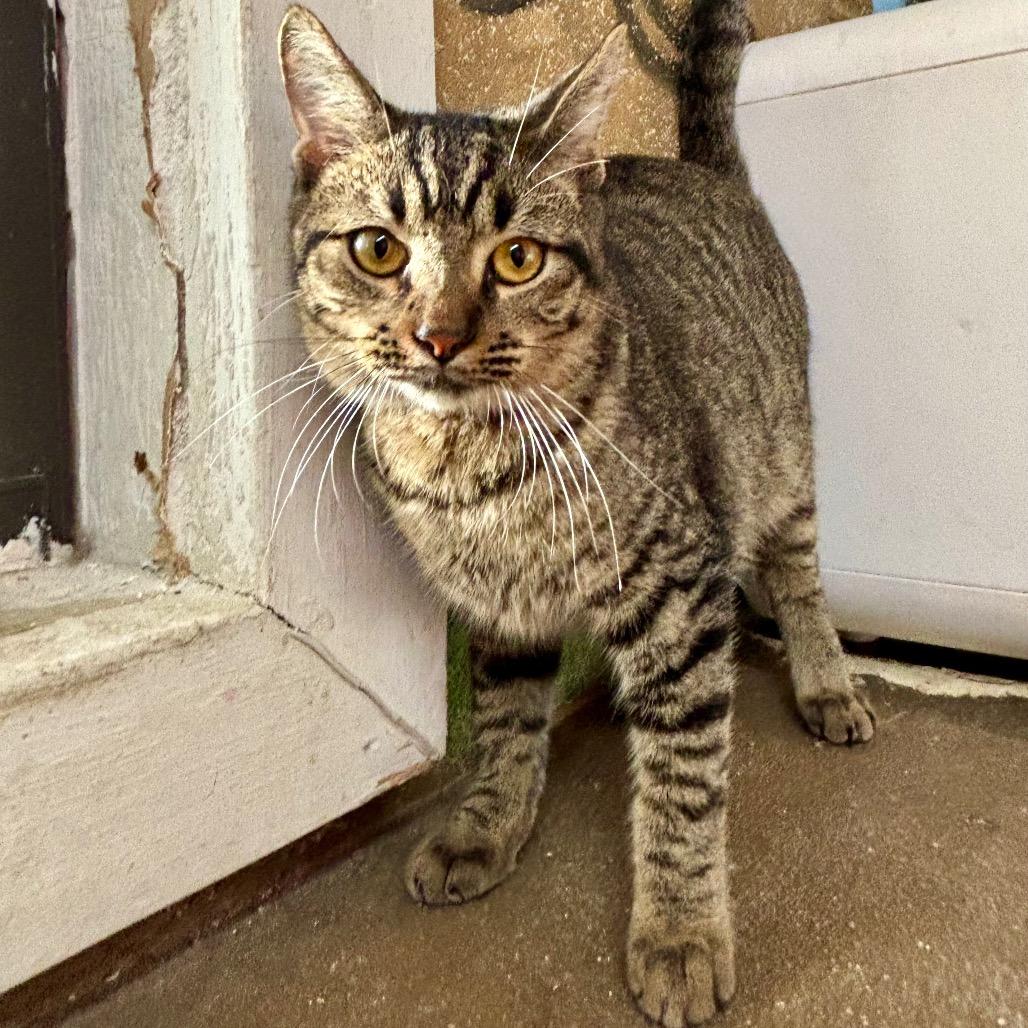 Leo, Adoptable, Young Male Domestic Short Hair.