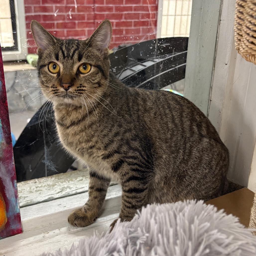 Enlarge Leo, a Adoptable Domestic Short Hair in Laredo, TX image 3/5
