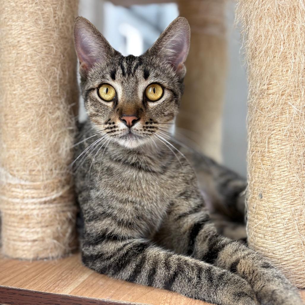 Enlarge Leo, a Adoptable Domestic Short Hair in Laredo, TX image 4/5