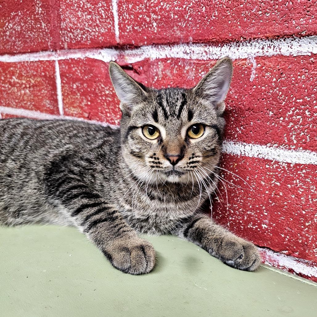 Enlarge Leo, a Adoptable Domestic Short Hair in Laredo, TX image 4/5