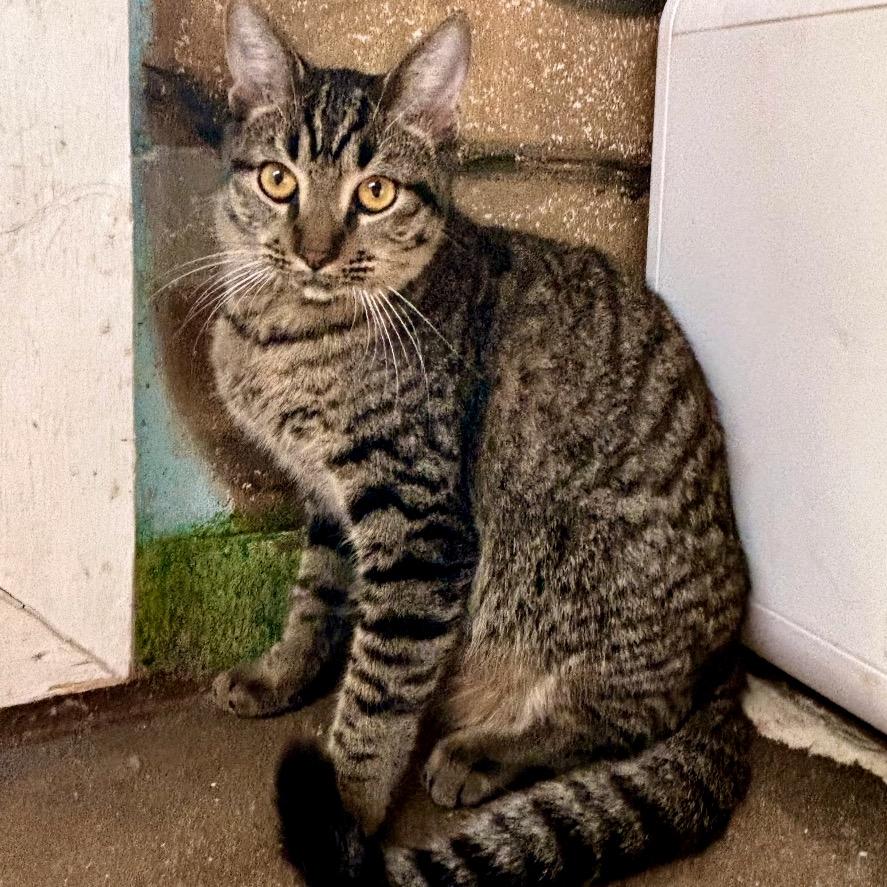 Enlarge Leo, a Adoptable Domestic Short Hair in Laredo, TX image 5/5