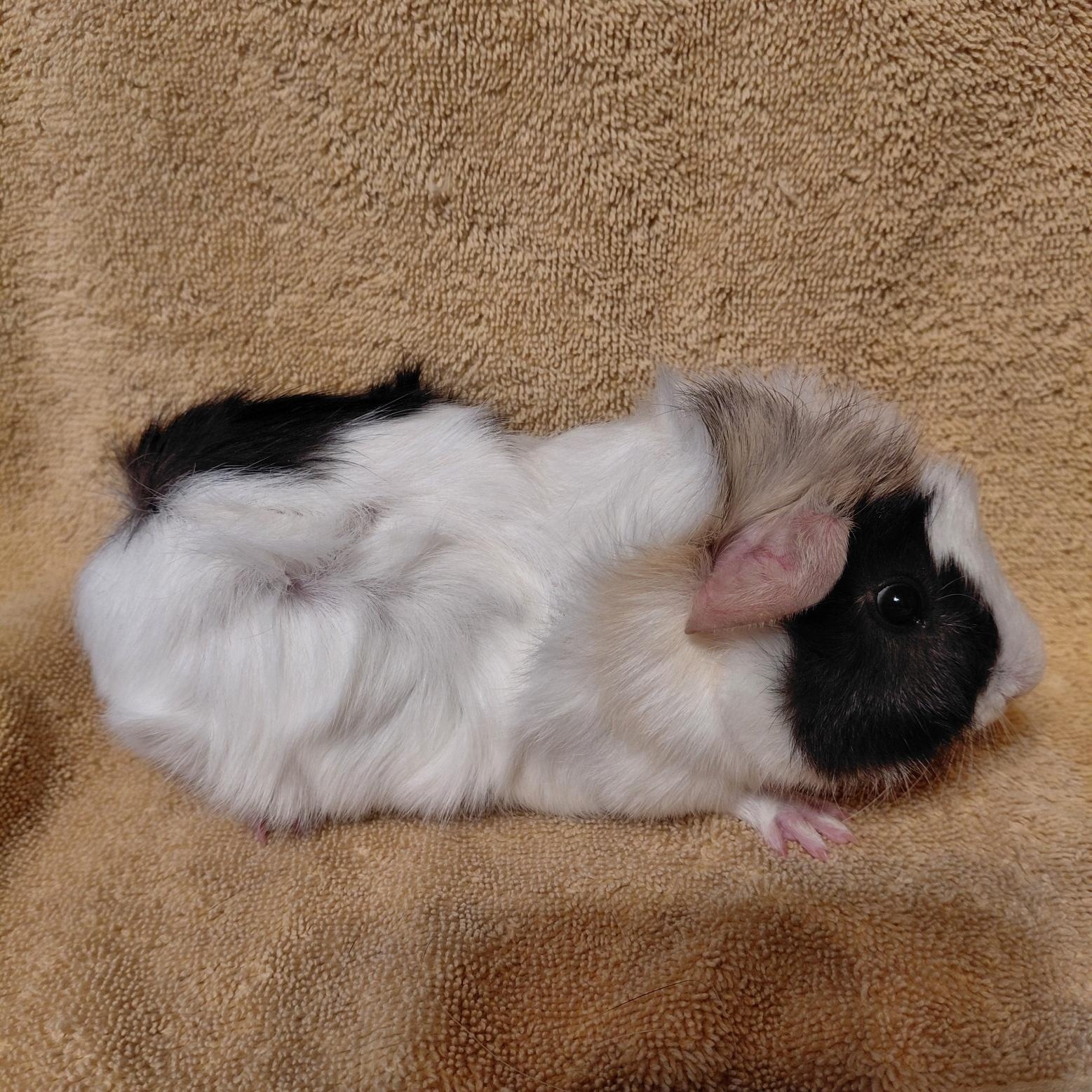 Cookie, adopted, Young Male Abyssinian.