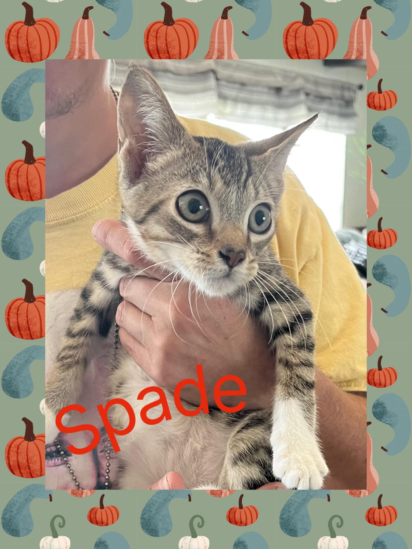 Spade, Adoptable, Young Male Tabby.