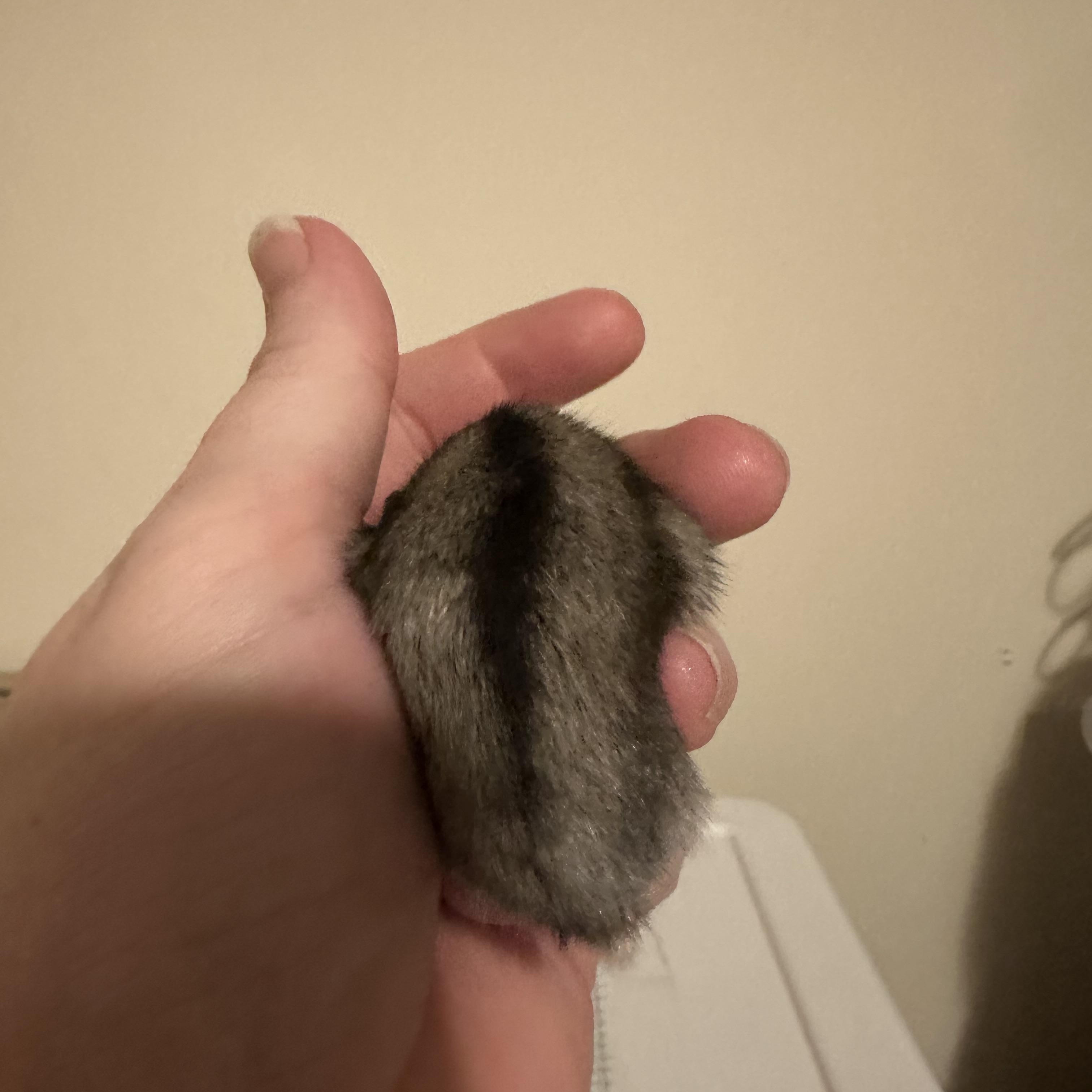 Egret, Adoptable, Young Female Dwarf Hamster & Hamster.