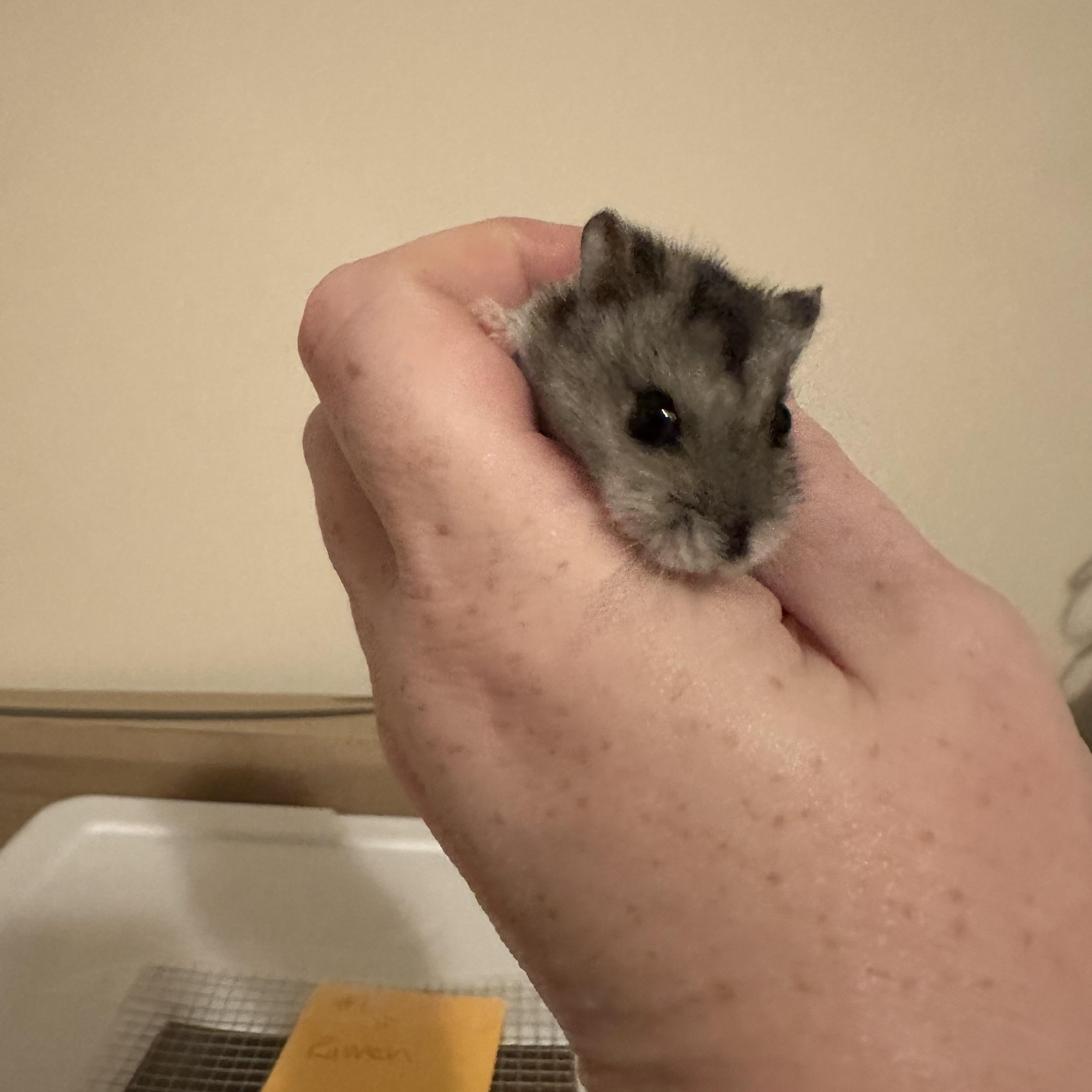 Enlarge Egret, a Adoptable mixed breed in Minneapolis, MN image 2/4