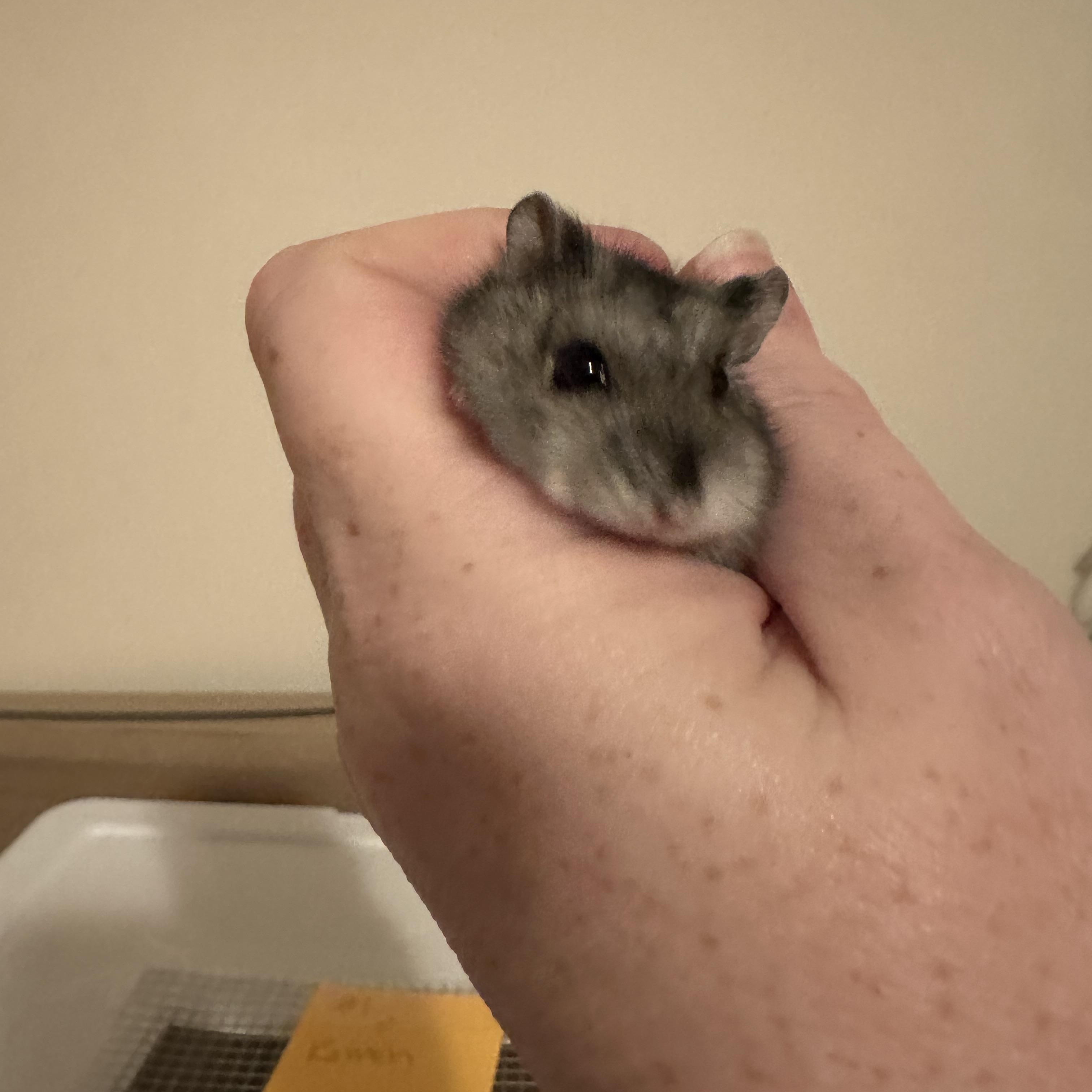 Enlarge Egret, a Adoptable mixed breed in Minneapolis, MN image 4/4