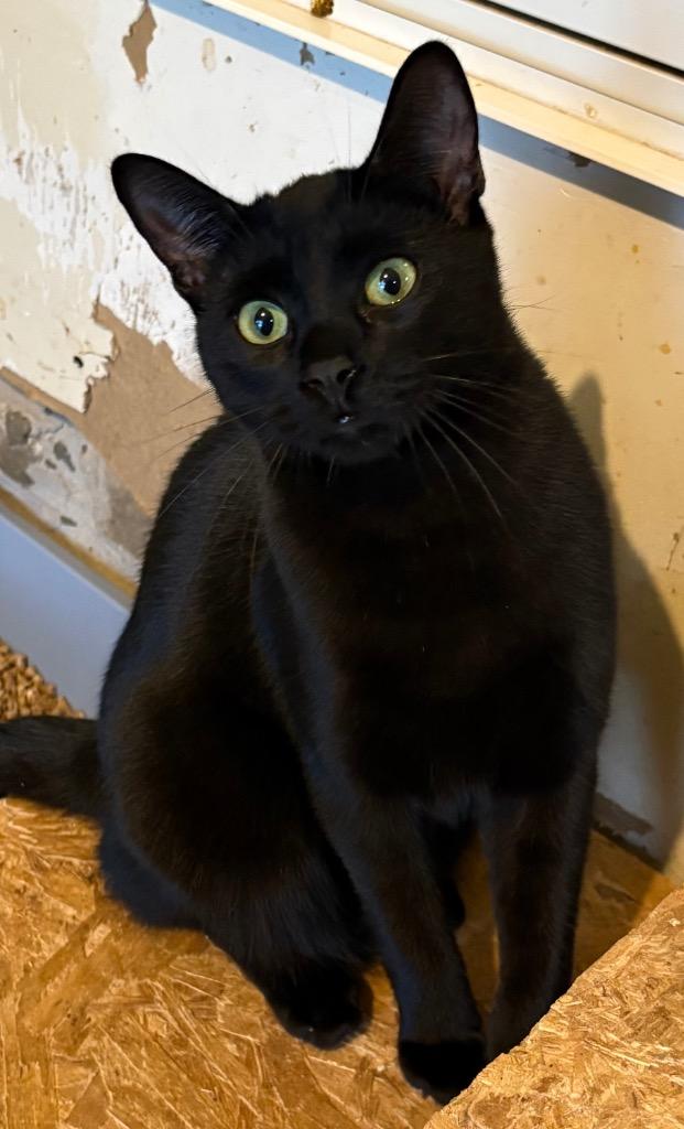 Lava, Adoptable, Young Male Domestic Short Hair.