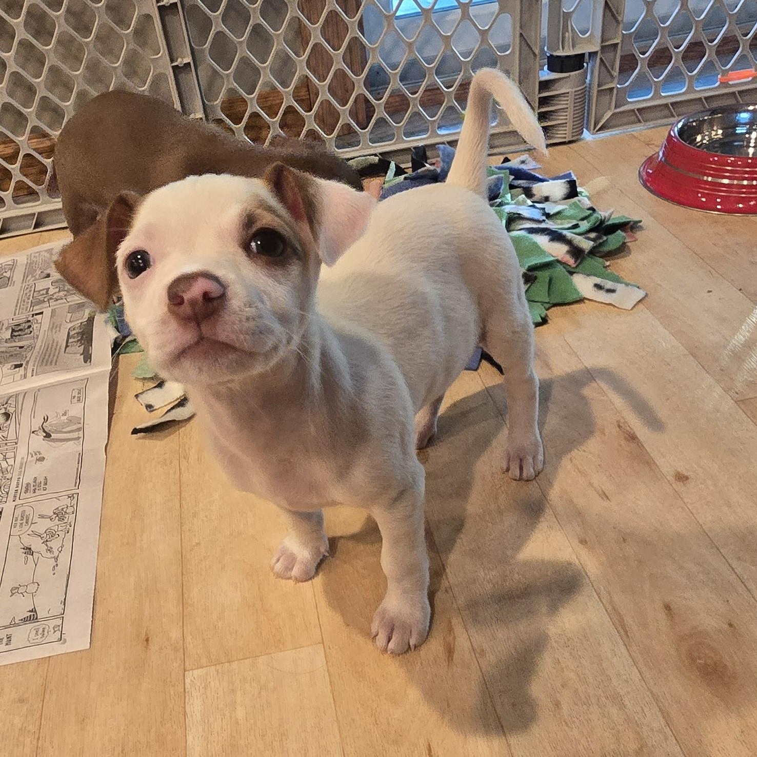 Trini, a Chihuahua