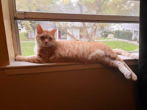 Enlarge Cillian, a Adoptable mixed breed in Sacramento, CA image 4/4