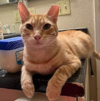 Cillian, Adoptable, Adult Male Tabby & Domestic Short Hair.