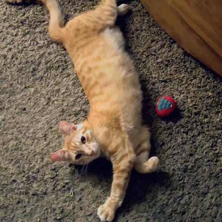 Enlarge Cillian, a Adoptable mixed breed in Sacramento, CA image 3/4