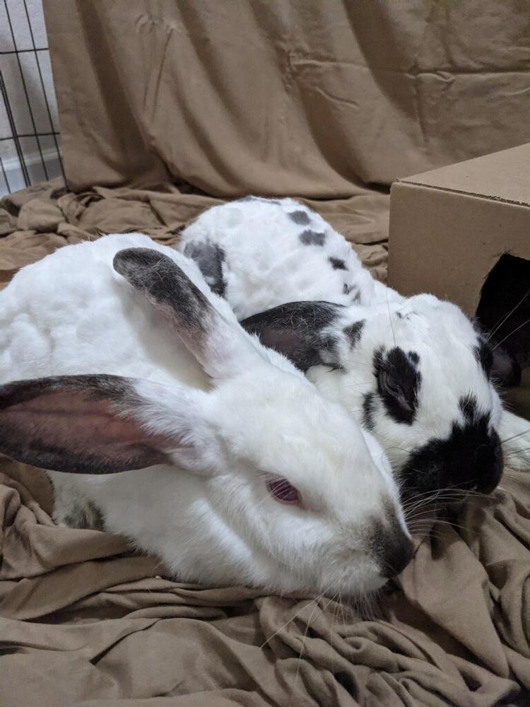 Enlarge Sarah (Bonded to Perry), a Adoptable Californian in Longwood, FL image 1/5