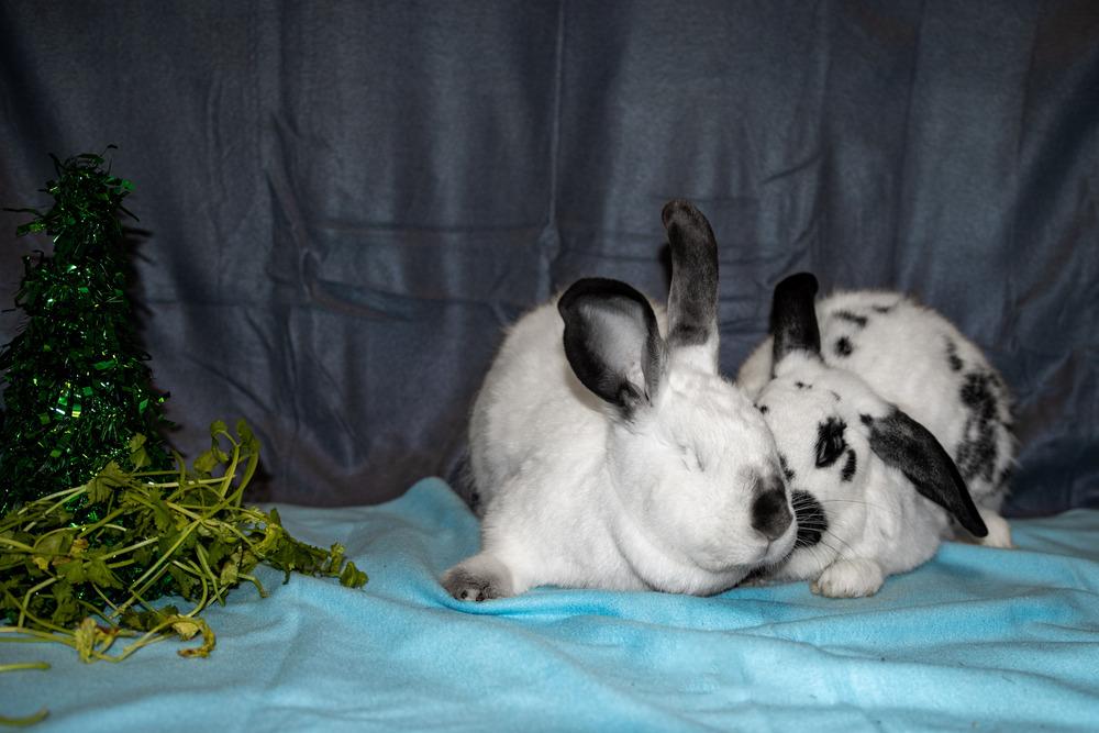 Enlarge Sarah (Bonded to Perry), a Adoptable Californian in Longwood, FL image 2/5