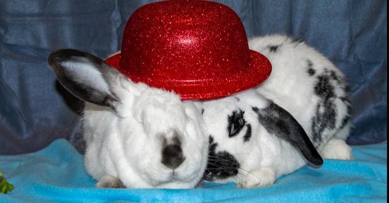 Enlarge Sarah (Bonded to Perry), a Adoptable Californian in Longwood, FL image 4/5