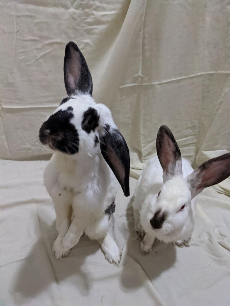 Enlarge Sarah (Bonded to Perry), a Adoptable Californian in Longwood, FL image 5/5