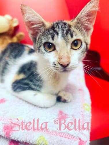 Enlarge Stella Bella, a Adopted Domestic Short Hair in North Palm Beach, FL image 1/1