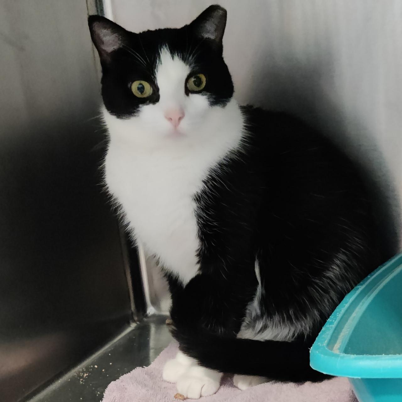 Amos- Mellow and Good with Other Cats, Adoptable, Adult Male Domestic Short Hair.