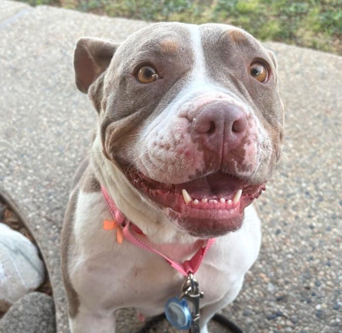 Rosie, Adoptable, Adult Female Pit Bull Terrier.
