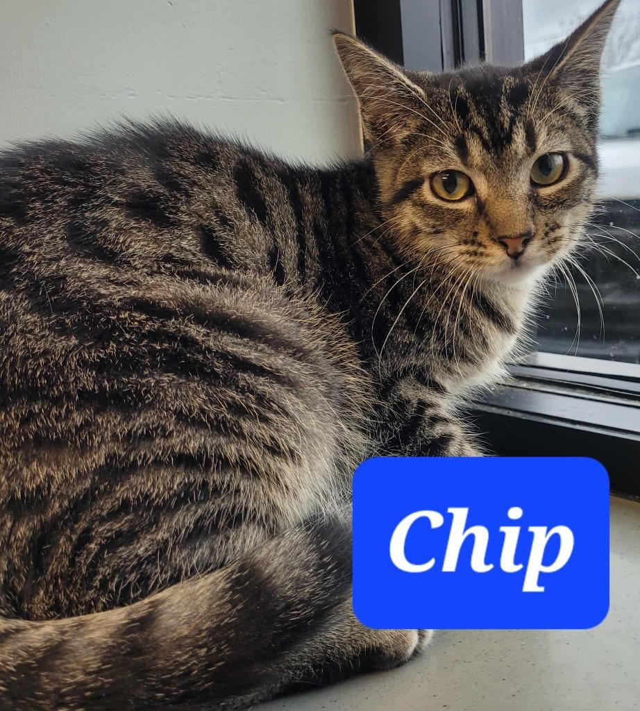 Enlarge Chip, a Adoptable mixed breed in Republic, MO image 2/3