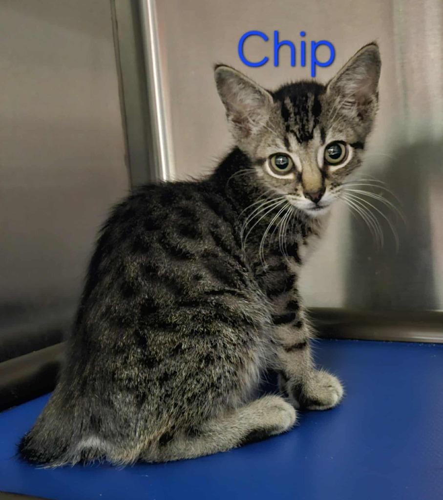 Enlarge Chip, a Adoptable mixed breed in Republic, MO image 3/3