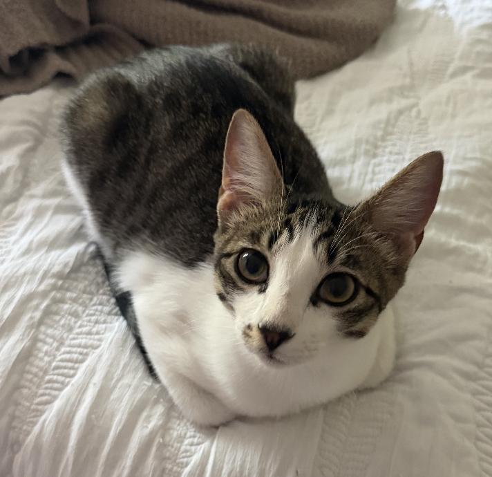 Enlarge Mint, a Adoptable Domestic Short Hair in Lafayette, LA image 1/4