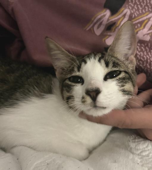 Enlarge Mint, a Adoptable Domestic Short Hair in Lafayette, LA image 2/4