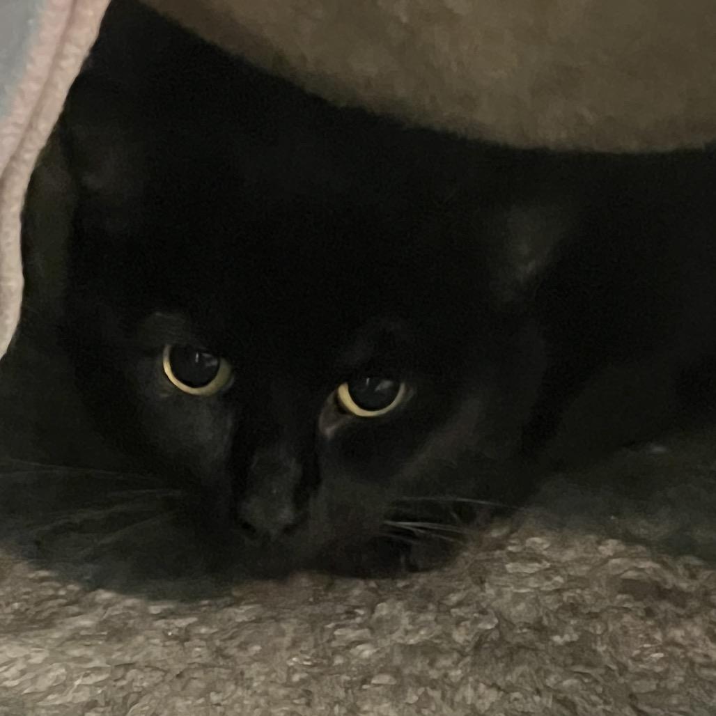 Enlarge Sisi, a Adoptable Domestic Short Hair in Kansas City, MO image 1/1