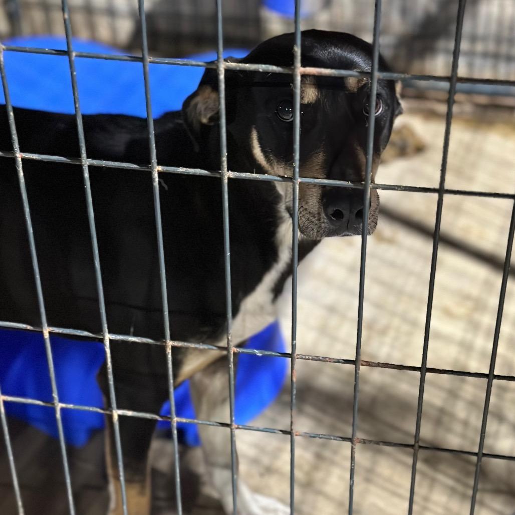 Atticus, Adoptable, Adult Male Black Labrador Retriever & Mixed Breed.