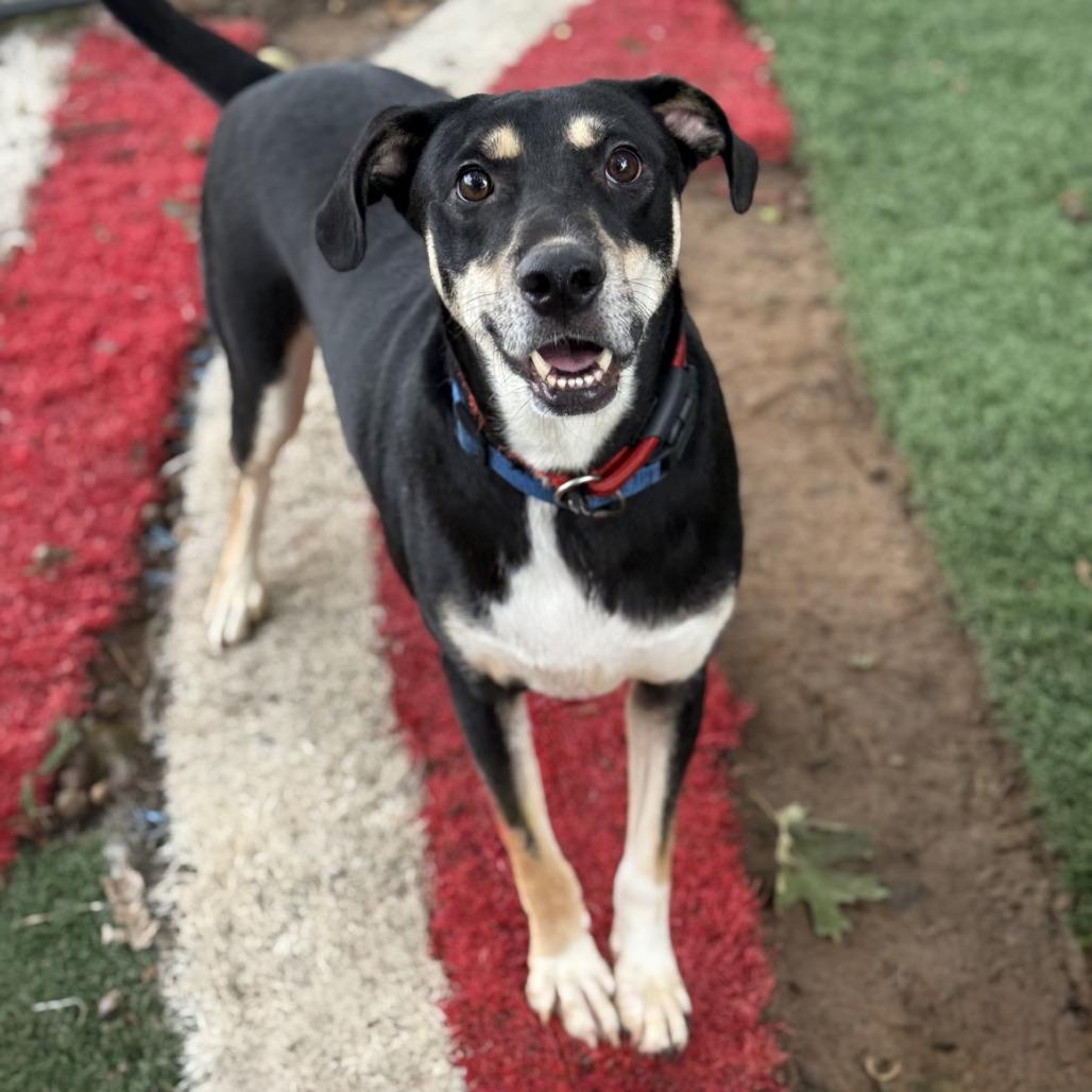Enlarge Atticus, a Adoptable mixed breed in Fort Smith, AR image 2/3