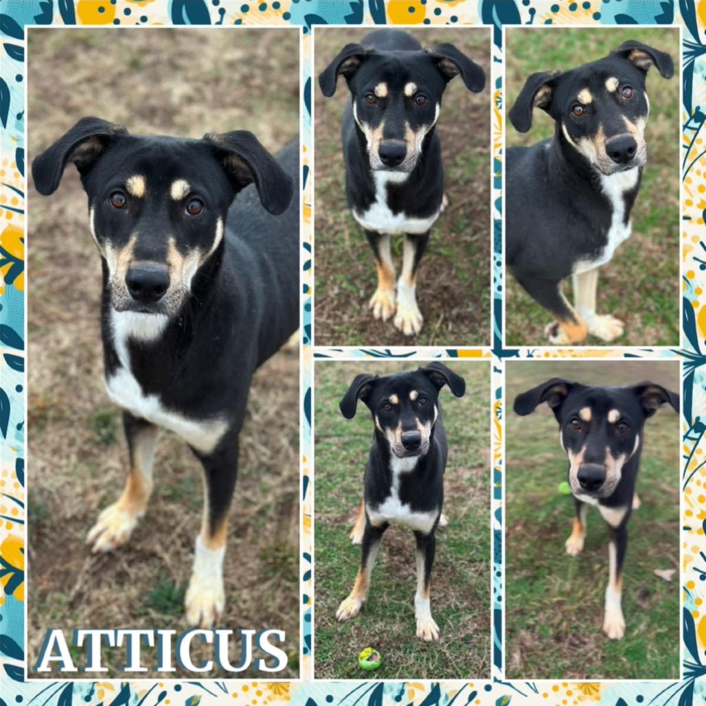 Enlarge Atticus, a Adoptable mixed breed in Fort Smith, AR image 3/3