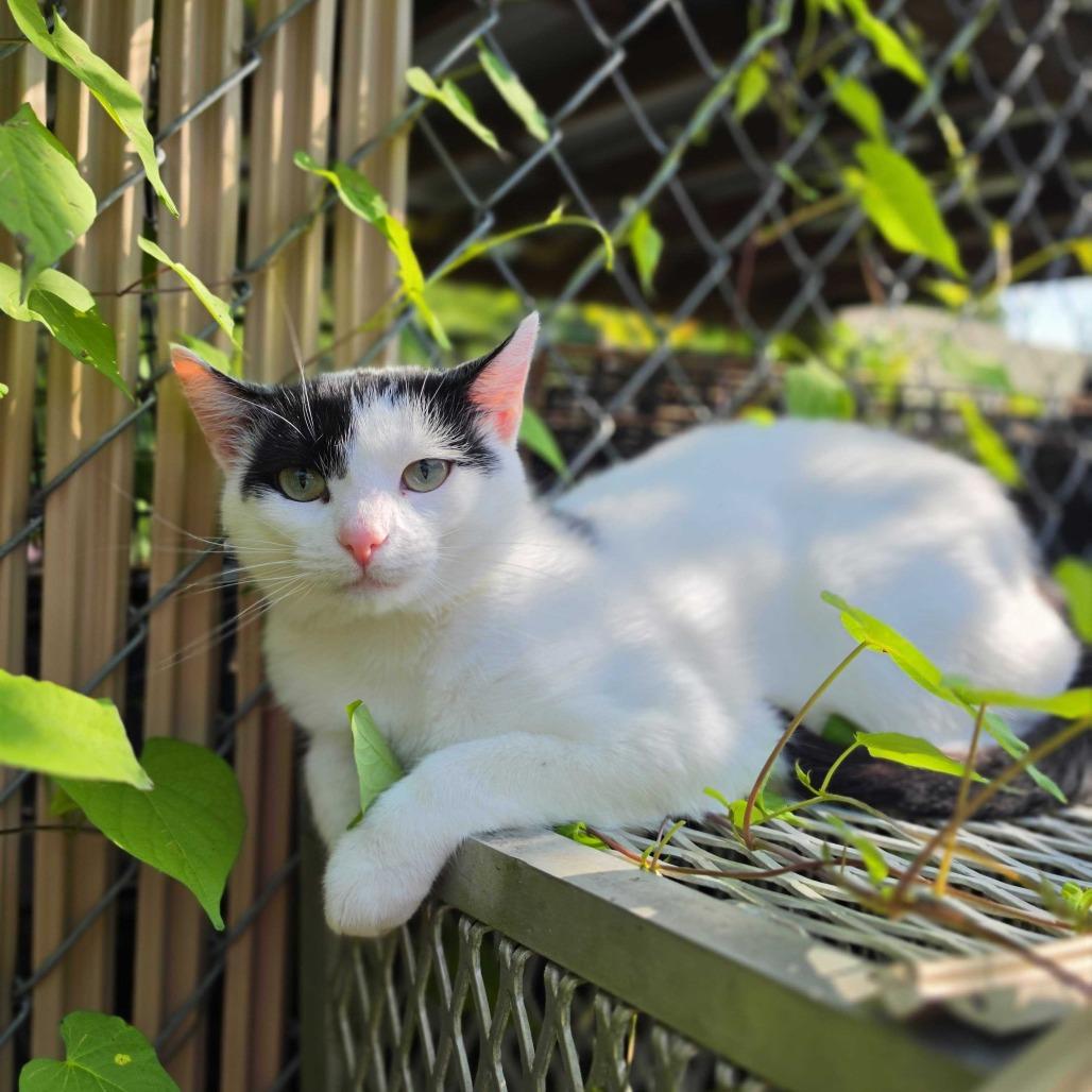 Cow Kitty, Adoptable, Adult Female Domestic Short Hair.