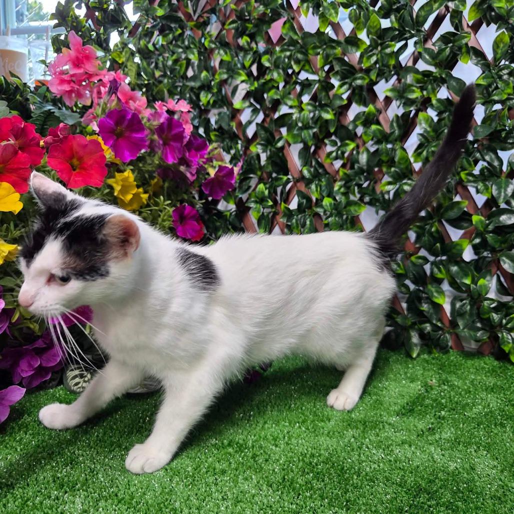 Cow Kitty, a Adoptable Domestic Short Hair in Jefferson city, TN image 1/3