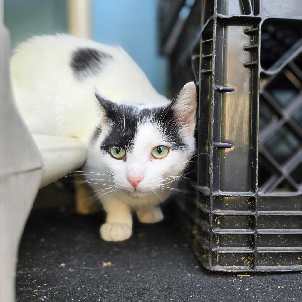 Enlarge Cow Kitty, a Adoptable Domestic Short Hair in Jefferson city, TN image 3/6
