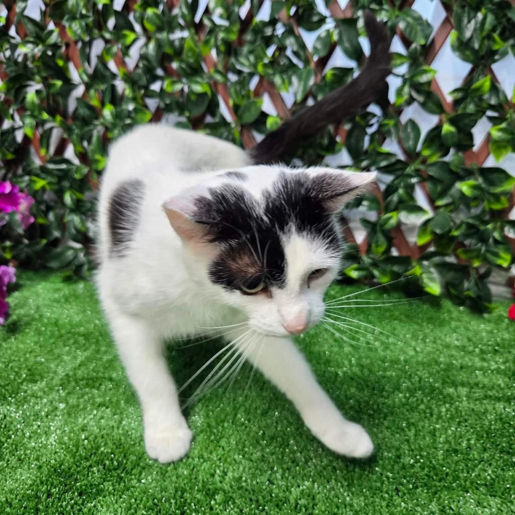 Cow Kitty, a Adoptable Domestic Short Hair in Jefferson city, TN image 2/3