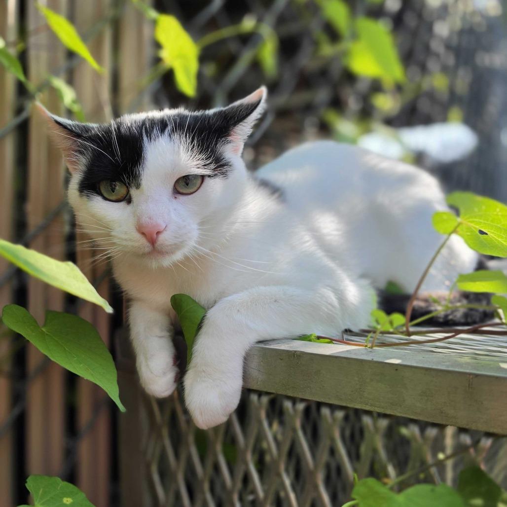Enlarge Cow Kitty, a Adoptable Domestic Short Hair in Jefferson city, TN image 5/6
