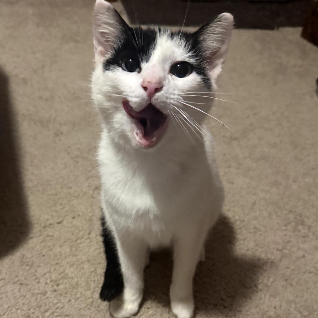 Cow Kitty, a Adoptable Domestic Short Hair in Jefferson city, TN image 3/3