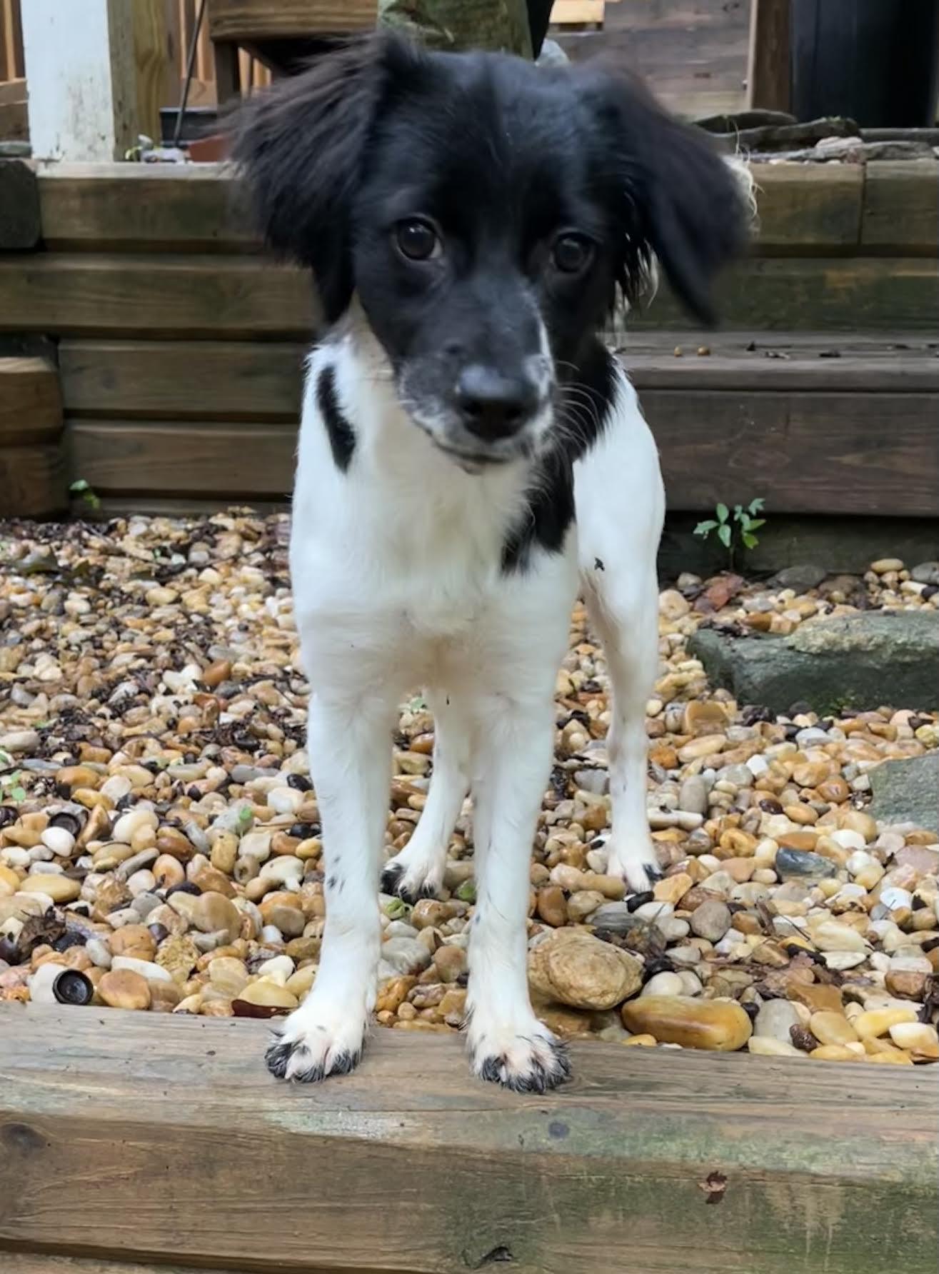 Enlarge Tatiana, an adopted mixed breed in Cumming, GA image 1/2
