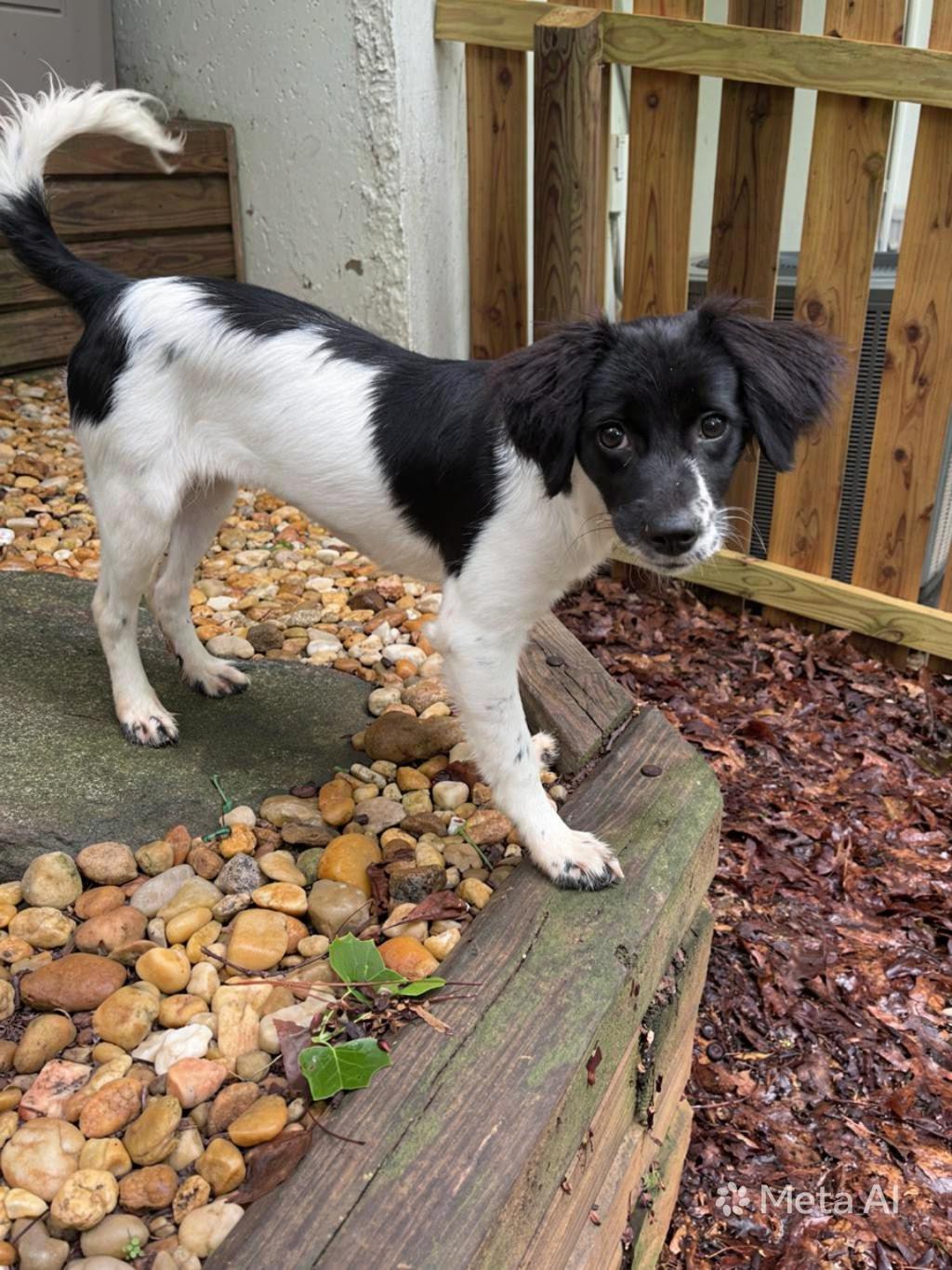 Enlarge Tatiana, an adopted mixed breed in Cumming, GA image 2/2