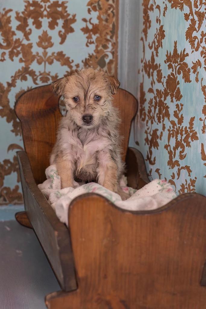Enlarge Colby, an adopted mixed breed in Whitestown, IN image 1/1