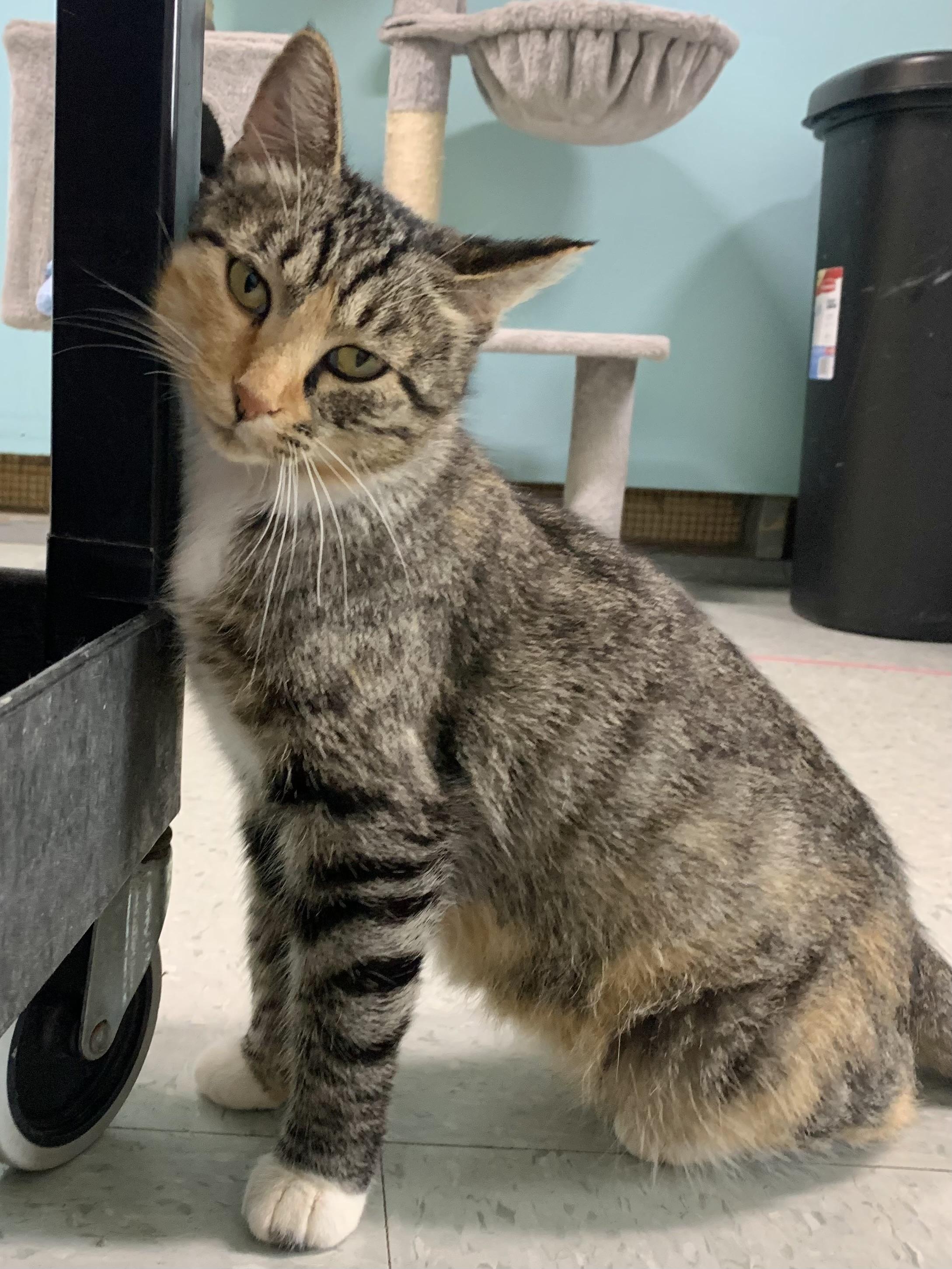 Kouvr, an adoptable Domestic Short Hair in Jamestown, ND, 58402 | Photo Image 1