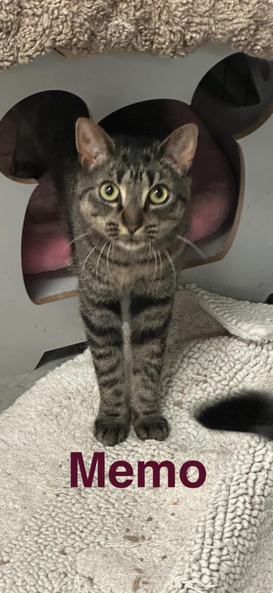 Memo, Adult Female unknown