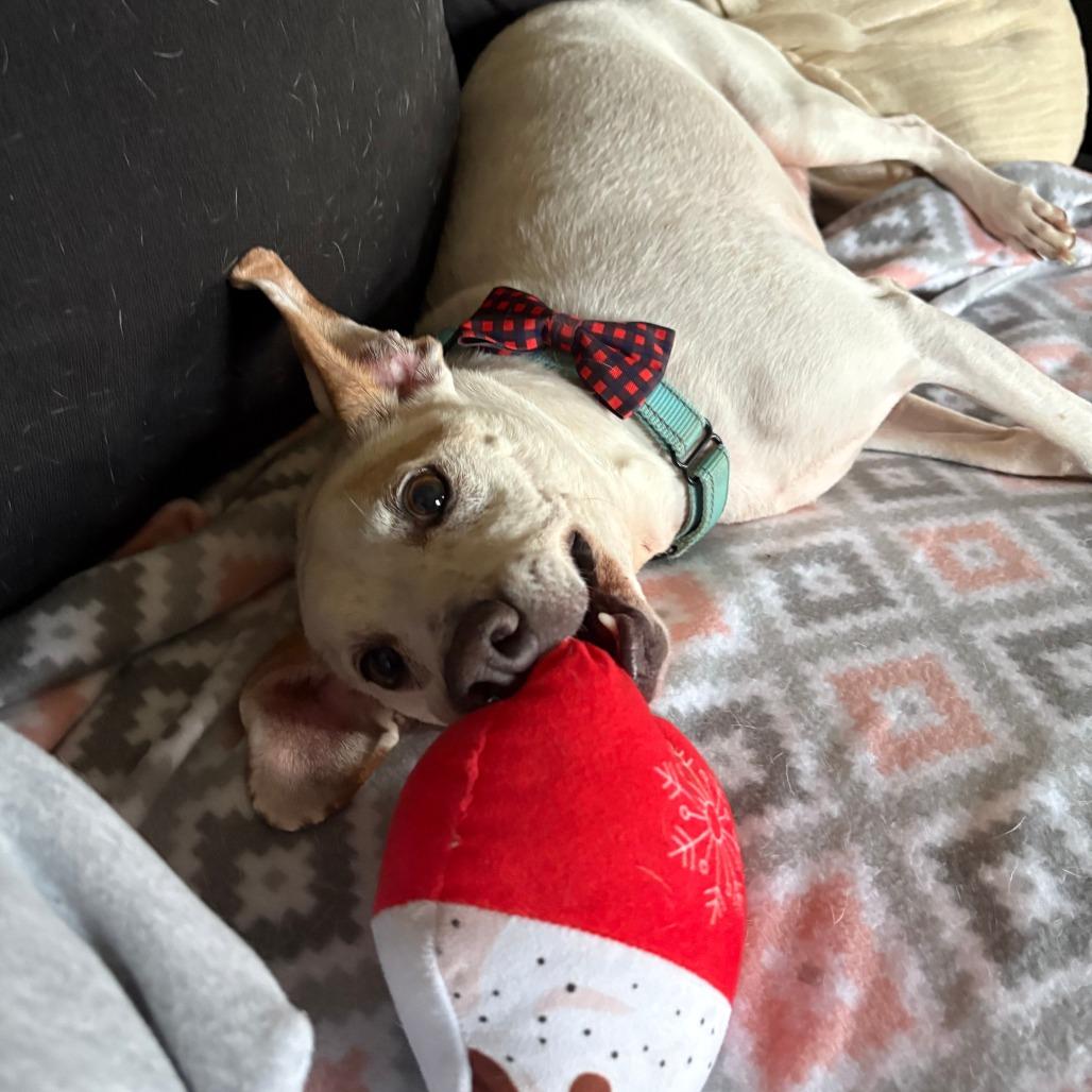 Walter, Adoptable, Adult Male Mixed Breed.