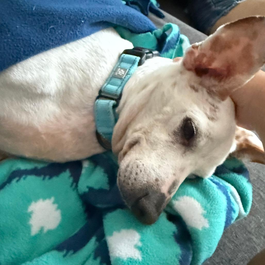 Enlarge Walter, a Adoptable Mixed Breed in Columbia, MO image 2/6