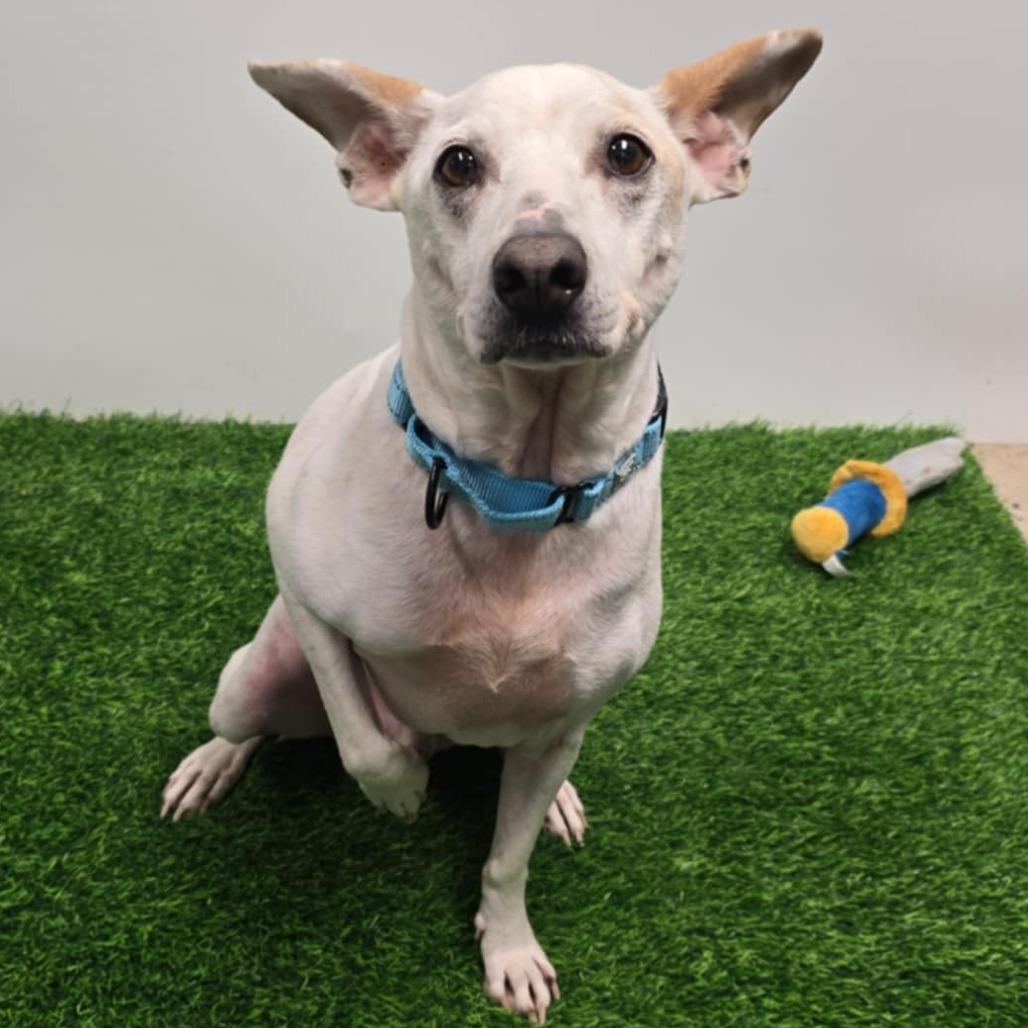 Enlarge Walter, a Adoptable Mixed Breed in Columbia, MO image 4/6